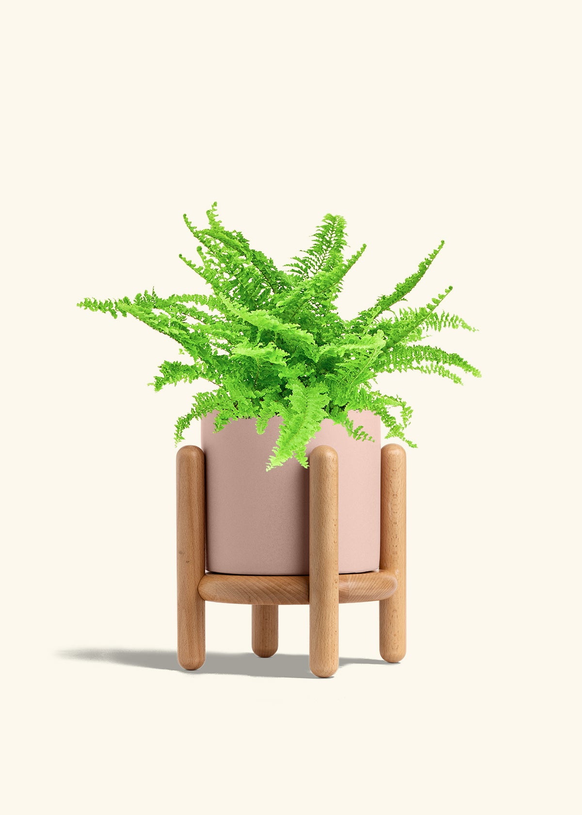 Boston Fern in a 6 inches Pink Classic Cylinder Planter 