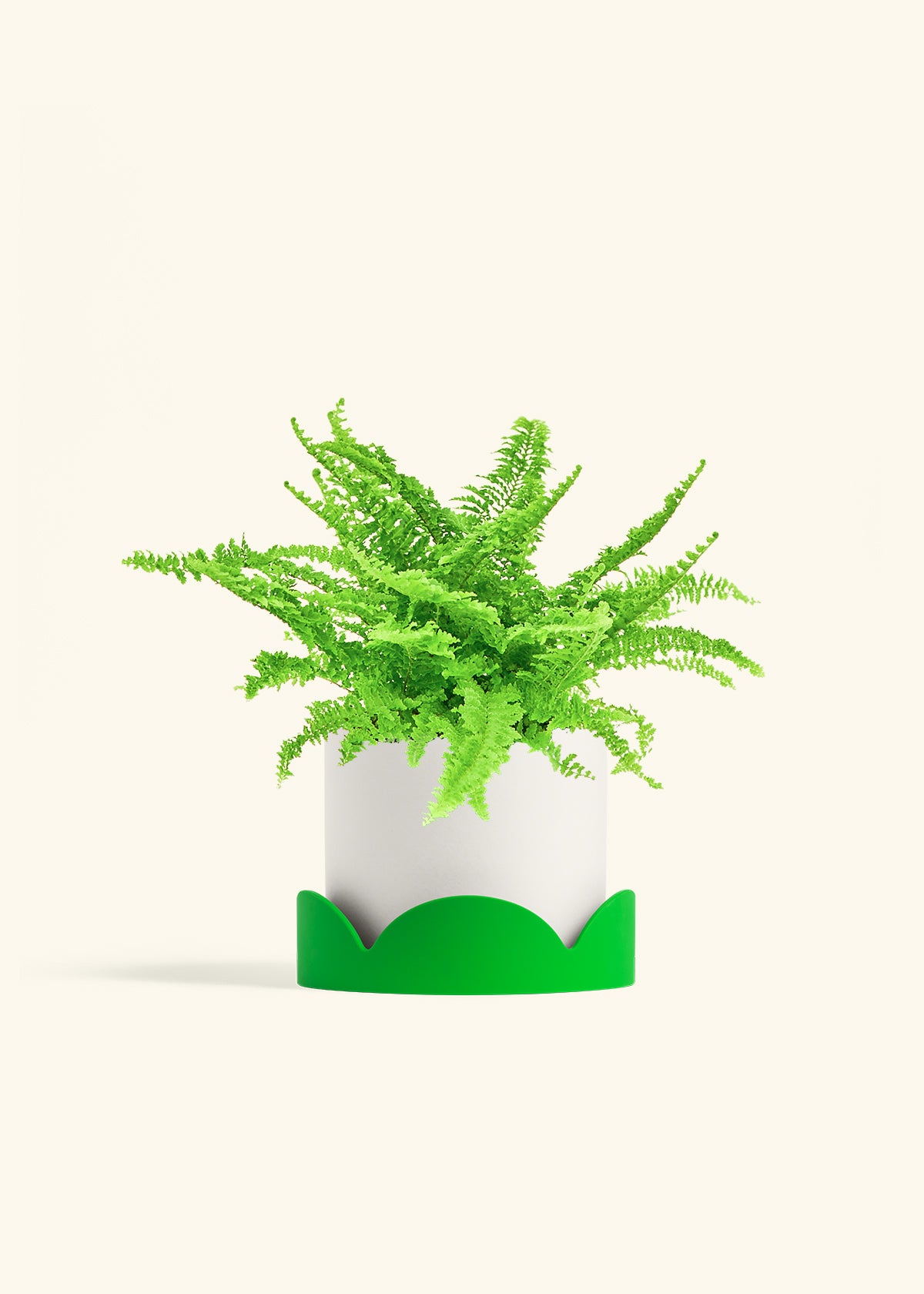 Boston Fern in a 6 inches White Classic Cylinder Planter in a Oat Petal Drip Tray
