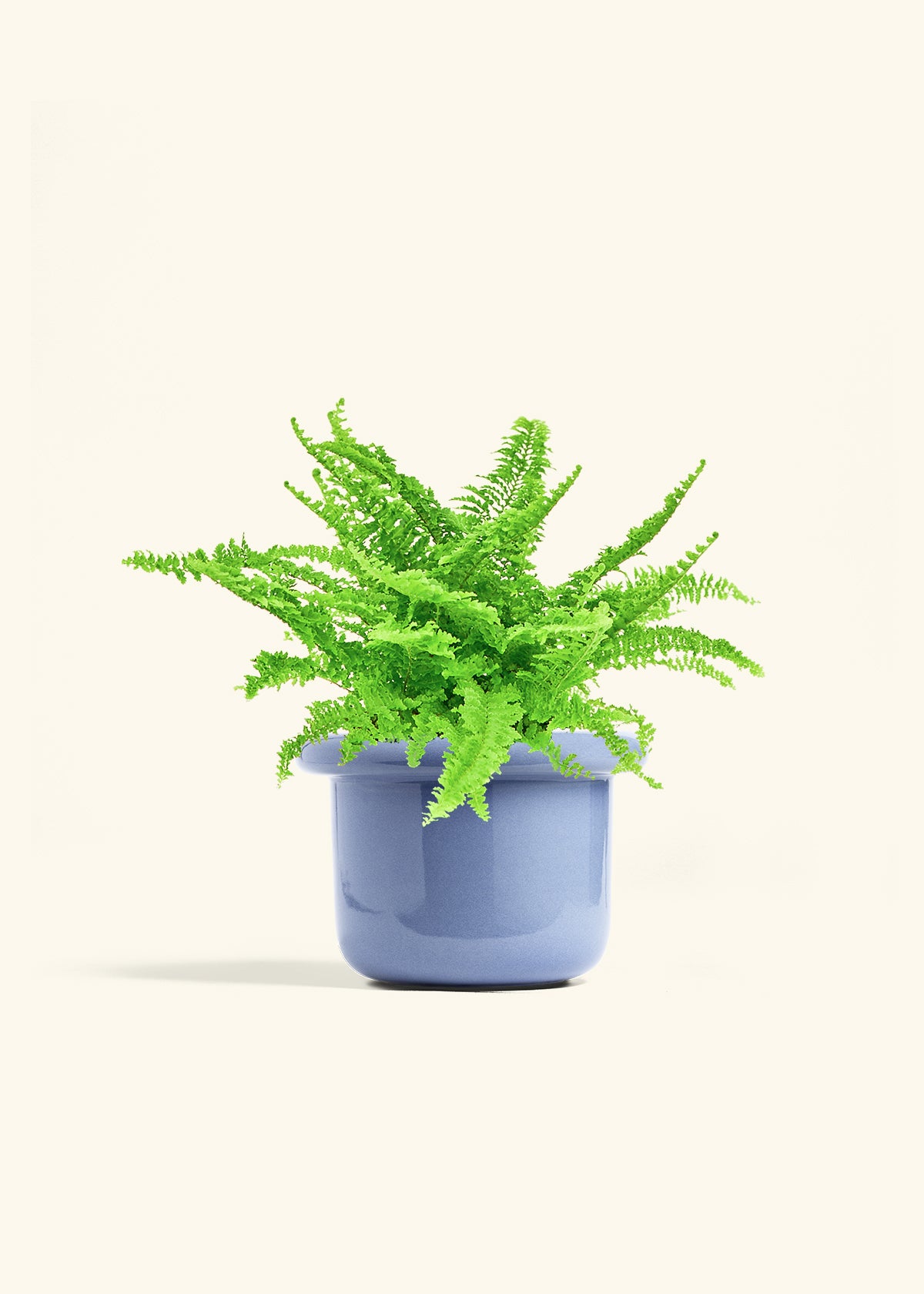 Boston Fern in a 6 inches Fat Lip Blue Planter in a Beech Wood Stand
