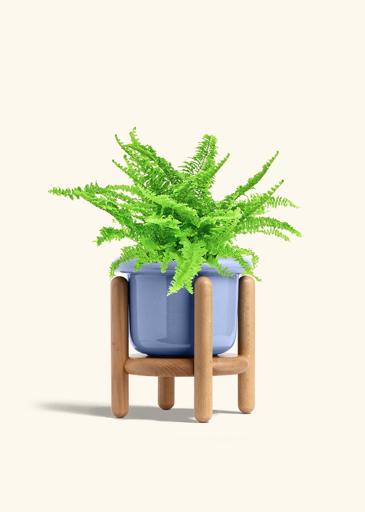 Boston Fern in a 6 inches Fat Lip Blue Planter 
