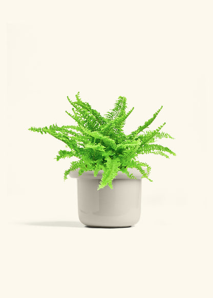 Boston Fern in a 6 inches Fat Lip Oat Planter in a Beech Wood Stand