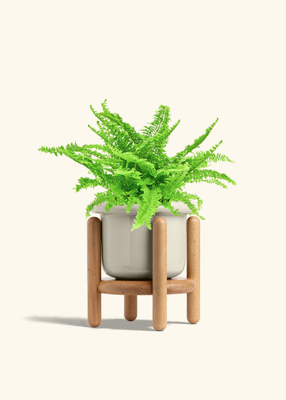 Boston Fern in a 6 inches Fat Lip Oat Planter 