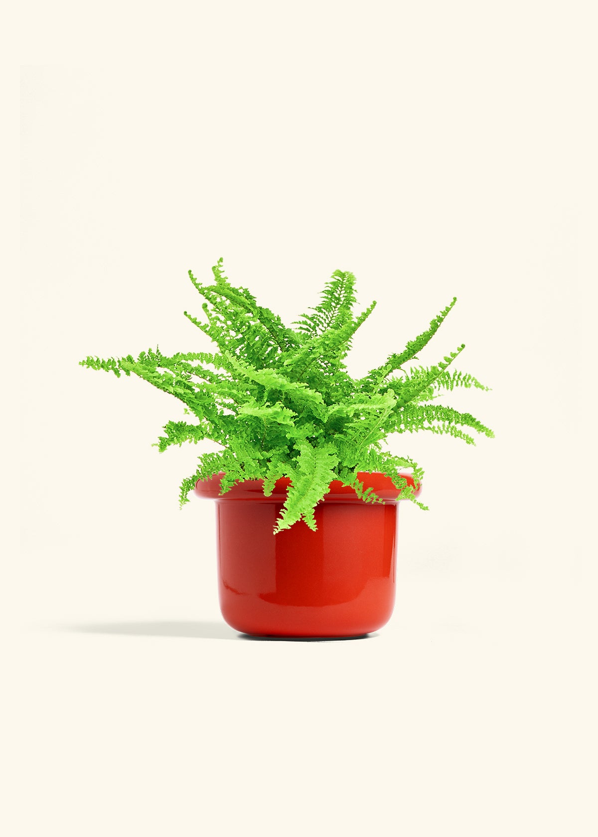 Fat Lip Planter, Poppy