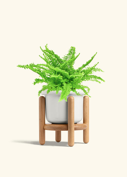 Boston Fern in a 6 inches Fat Lip White Planter 