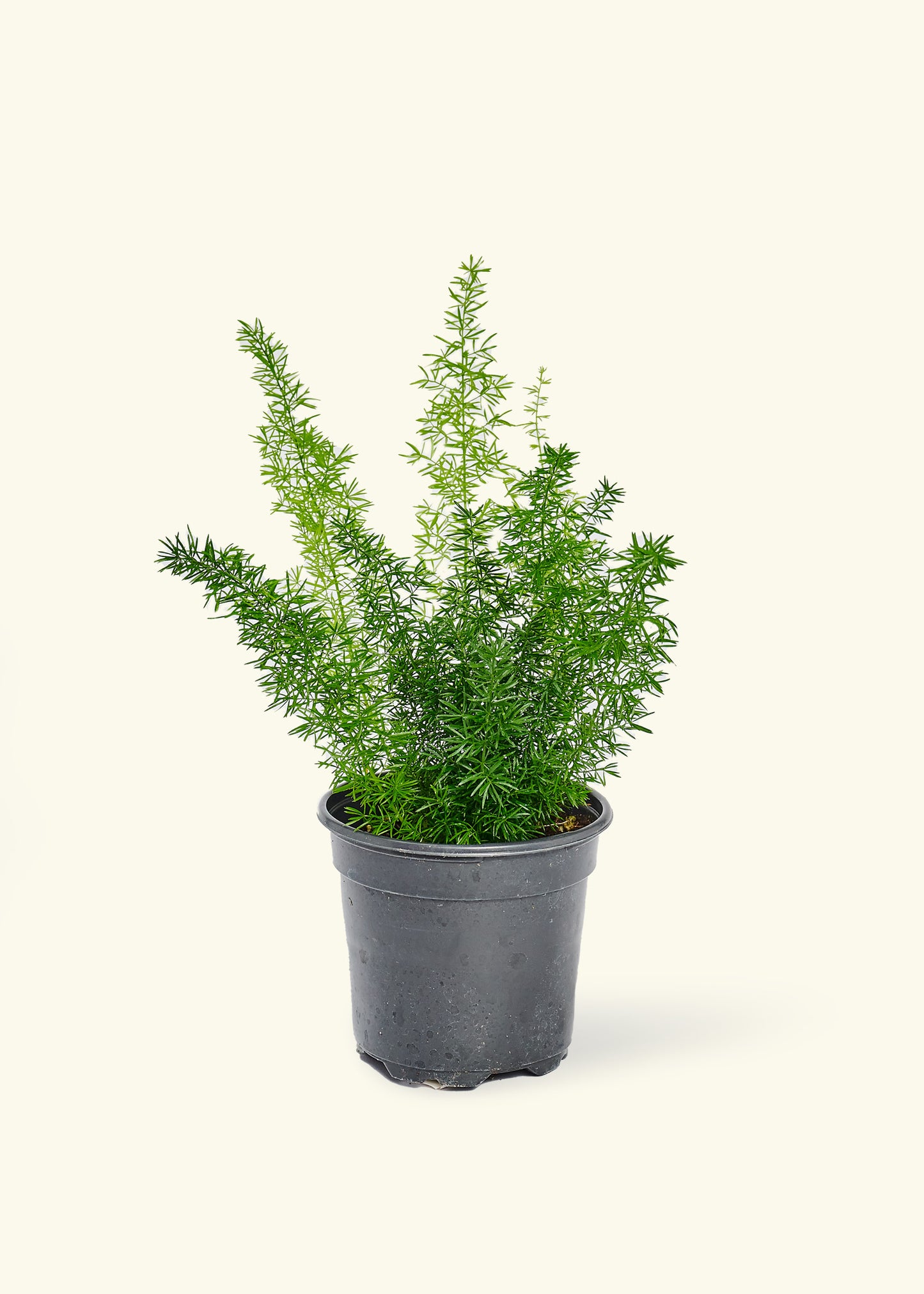 Foxtail Fern, Small