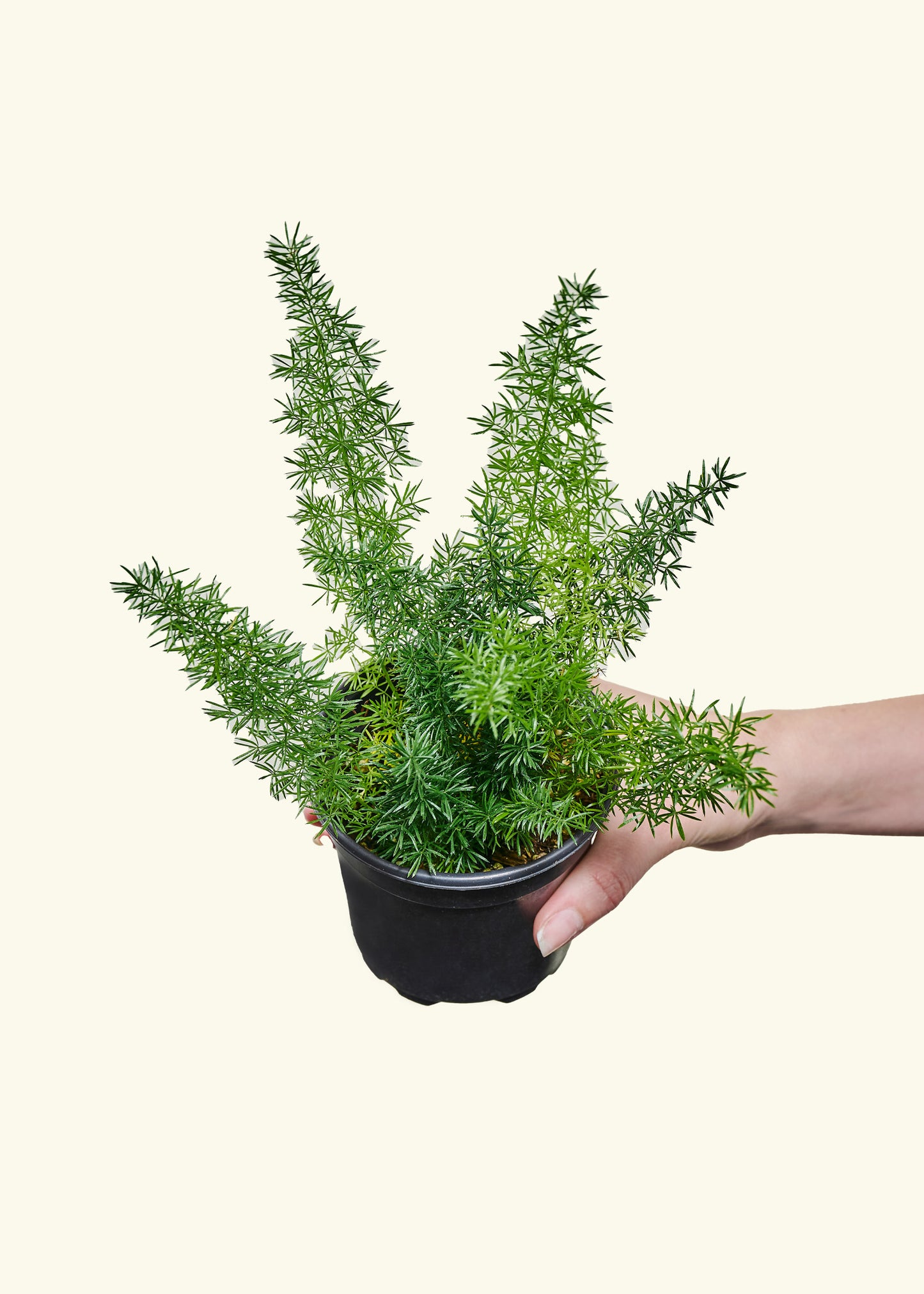 Foxtail Fern, Small