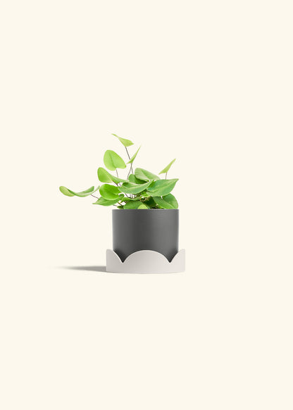 Heart Leaf Fern in a 4 inches Charcoal Classic Cylinder Planter in a Oat Petal Drip Tray