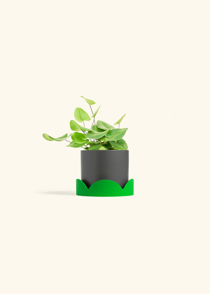 Heart Leaf Fern in a 4 inches Charcoal Classic Cylinder Planter in a Shamrock Petal Drip Tray
