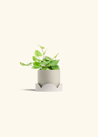Heart Leaf Fern in a 4 inches Oat Classic Cylinder Planter in a Oat Petal Drip Tray