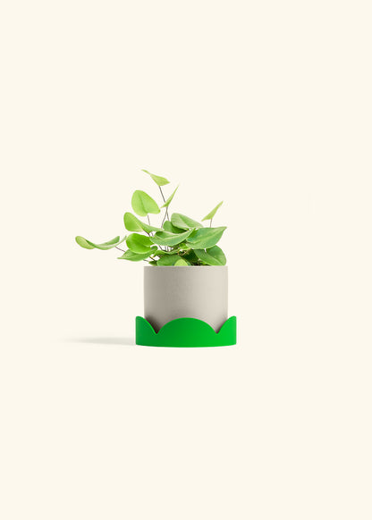 Heart Leaf Fern in a 4 inches Oat Classic Cylinder Planter in a Shamrock Petal Drip Tray
