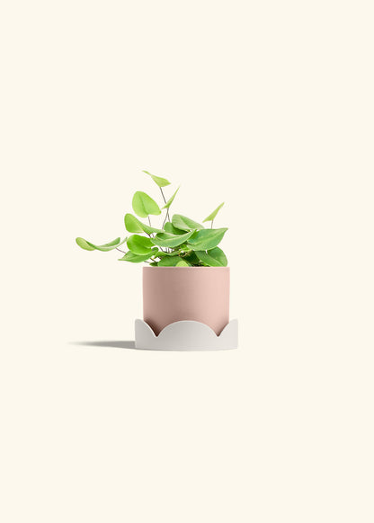 Heart Leaf Fern in a 4 inches Pink Classic Cylinder Planter in a Oat Petal Drip Tray