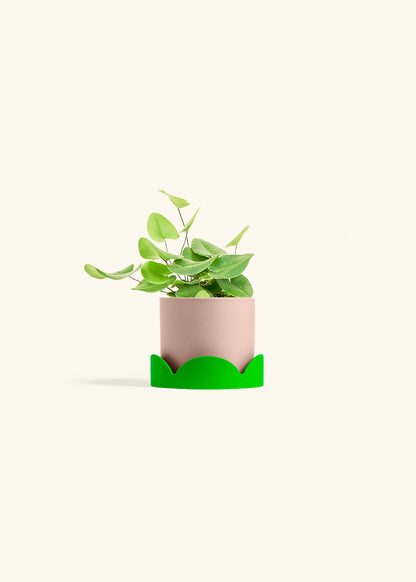 Heart Leaf Fern in a 4 inches Pink Classic Cylinder Planter in a Shamrock Petal Drip Tray