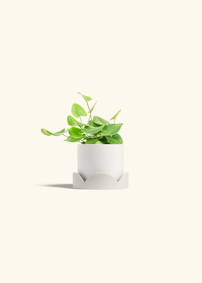Heart Leaf Fern in a 4 inches White Classic Cylinder Planter in a Oat Petal Drip Tray