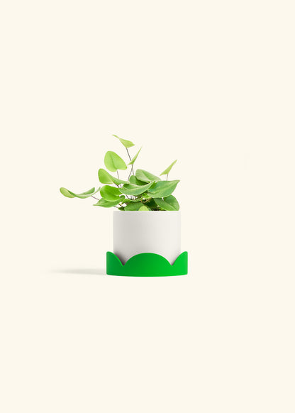 Heart Leaf Fern in a 4 inches White Classic Cylinder Planter in a Shamrock Petal Drip Tray