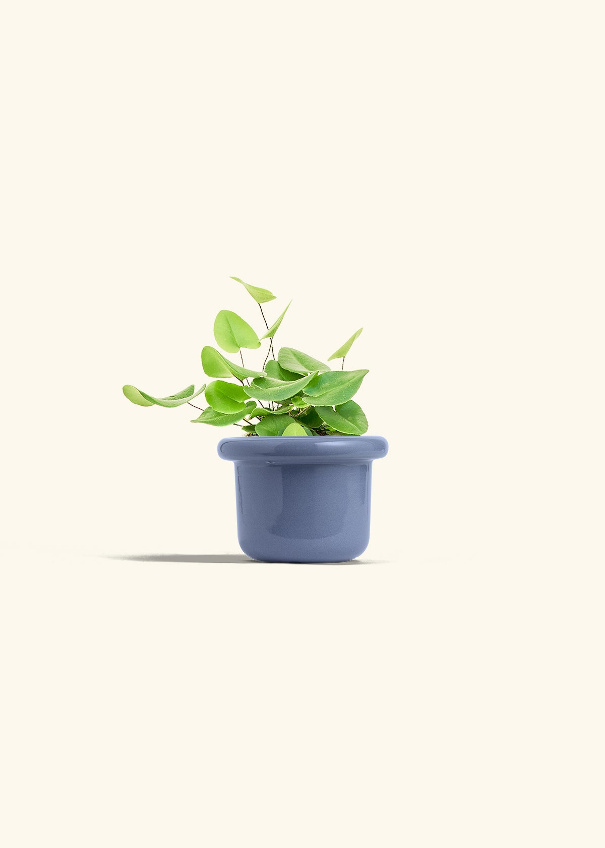 Heart Leaf Fern in a 4 inches Fat Lip Blue Planter 