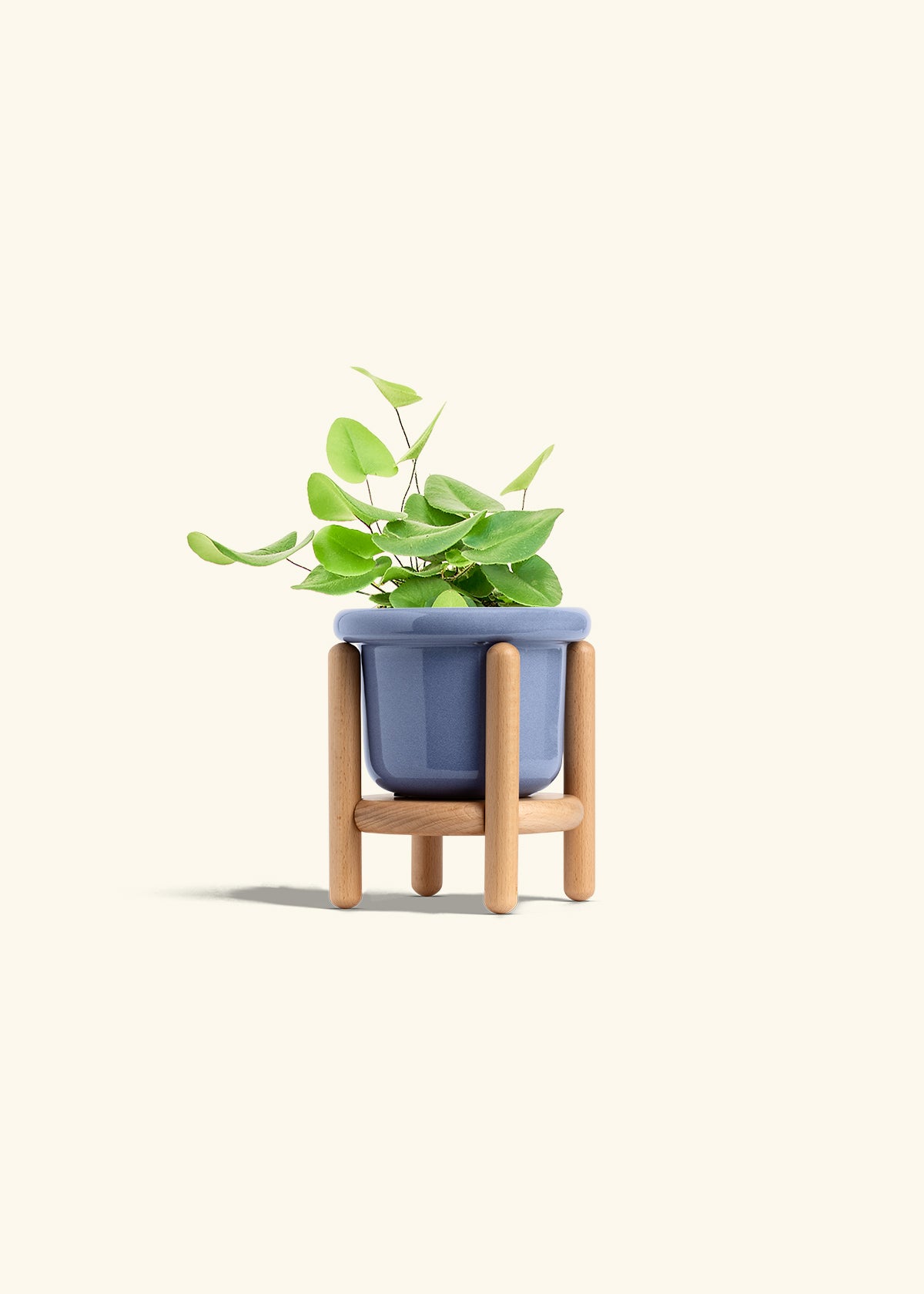 Heart Leaf Fern in a 4 inches Fat Lip Blue Planter in a Beech Wood Stand