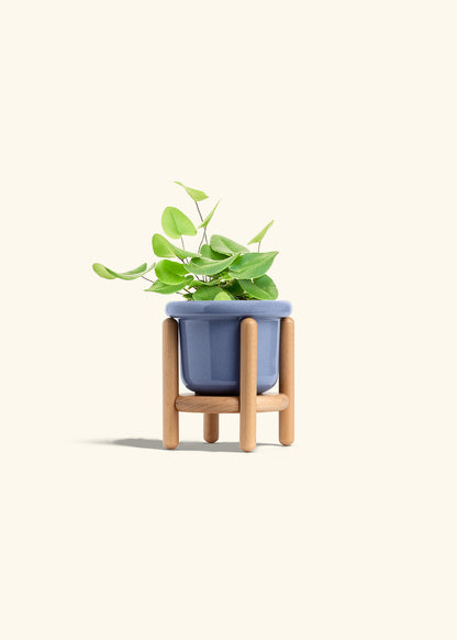 Heart Leaf Fern in a 4 inches Fat Lip Blue Planter in a Beech Wood Stand