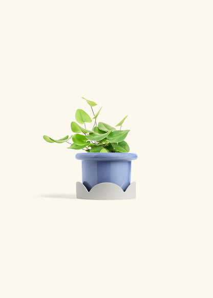 Heart Leaf Fern in a 4 inches Fat Lip Blue Planter in a Oat Petal Drip Tray