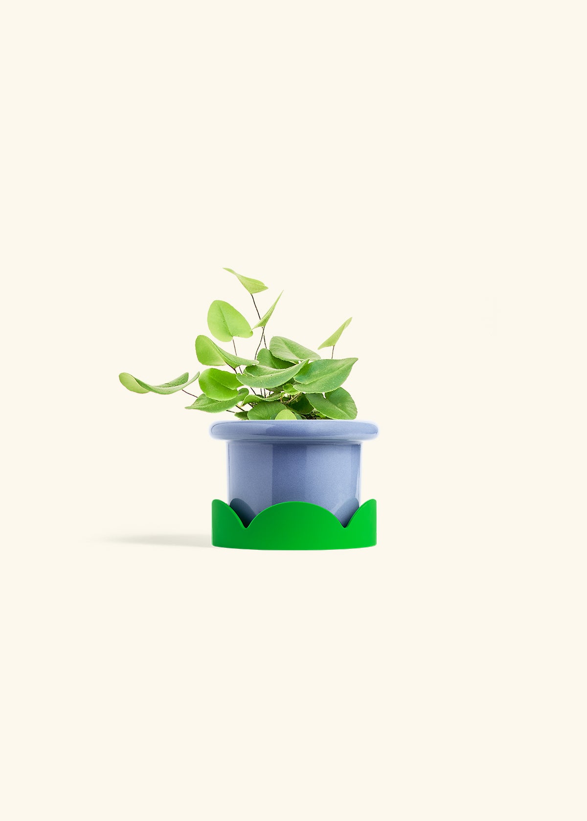 Heart Leaf Fern in a 4 inches Fat Lip Blue Planter in a Shamrock Petal Drip Tray