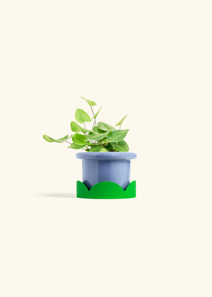 Heart Leaf Fern in a 4 inches Fat Lip Blue Planter in a Shamrock Petal Drip Tray