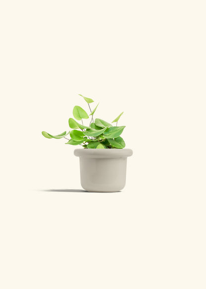 Heart Leaf Fern in a 4 inches Fat Lip Oat Planter 