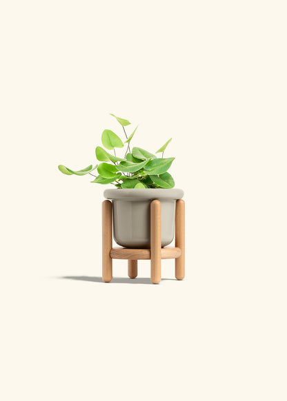 Heart Leaf Fern in a 4 inches Fat Lip Oat Planter in a Beech Wood Stand
