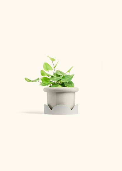 Heart Leaf Fern in a 4 inches Fat Lip Oat Planter in a Oat Petal Drip Tray