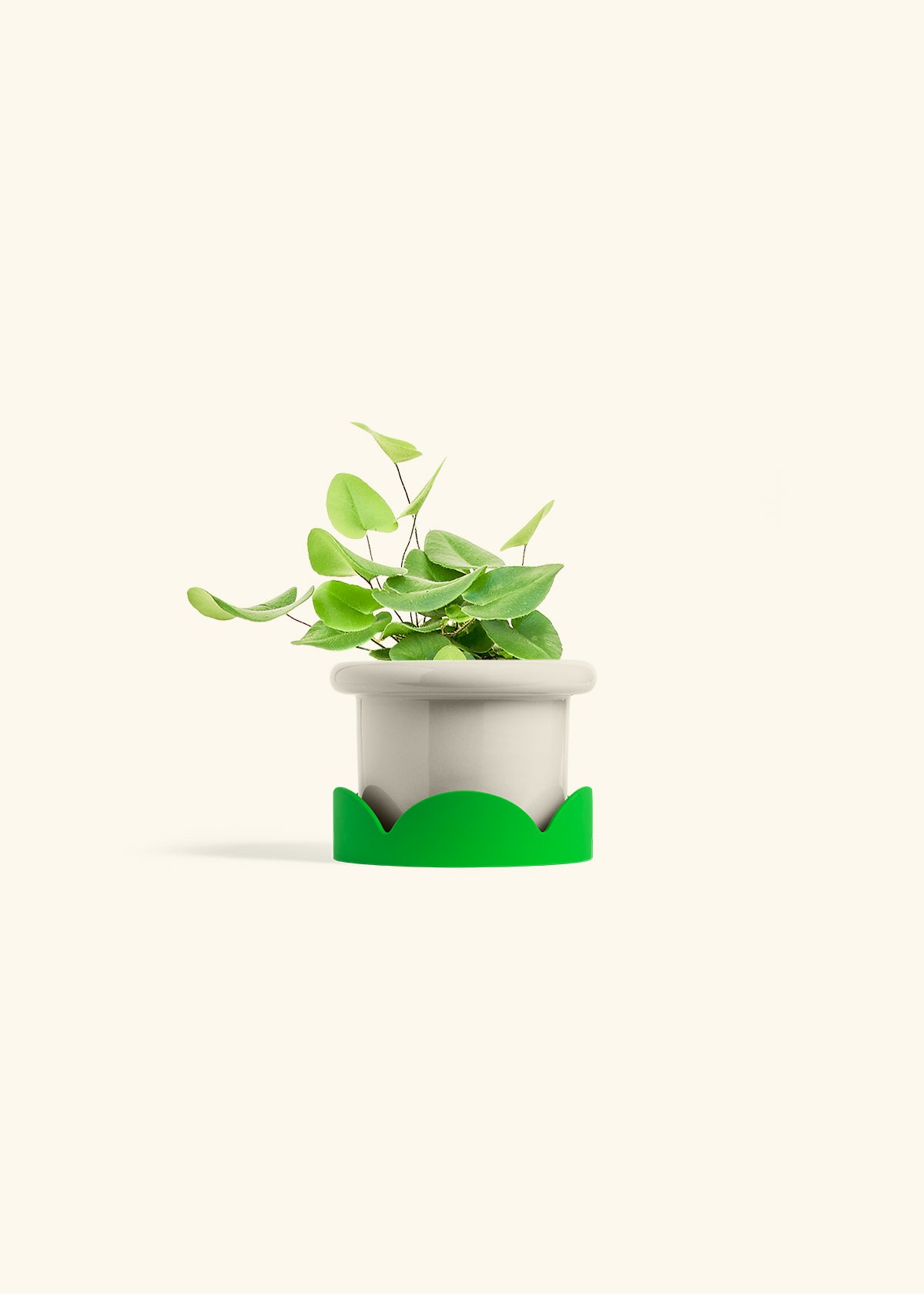 Heart Leaf Fern in a 4 inches Fat Lip Oat Planter in a Shamrock Petal Drip Tray