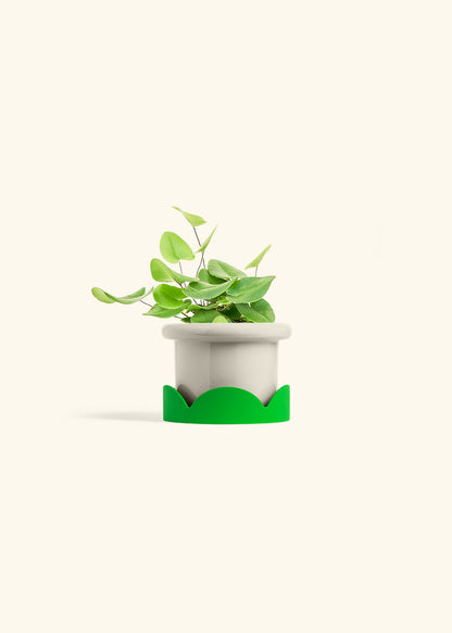 Heart Leaf Fern in a 4 inches Fat Lip Oat Planter in a Shamrock Petal Drip Tray