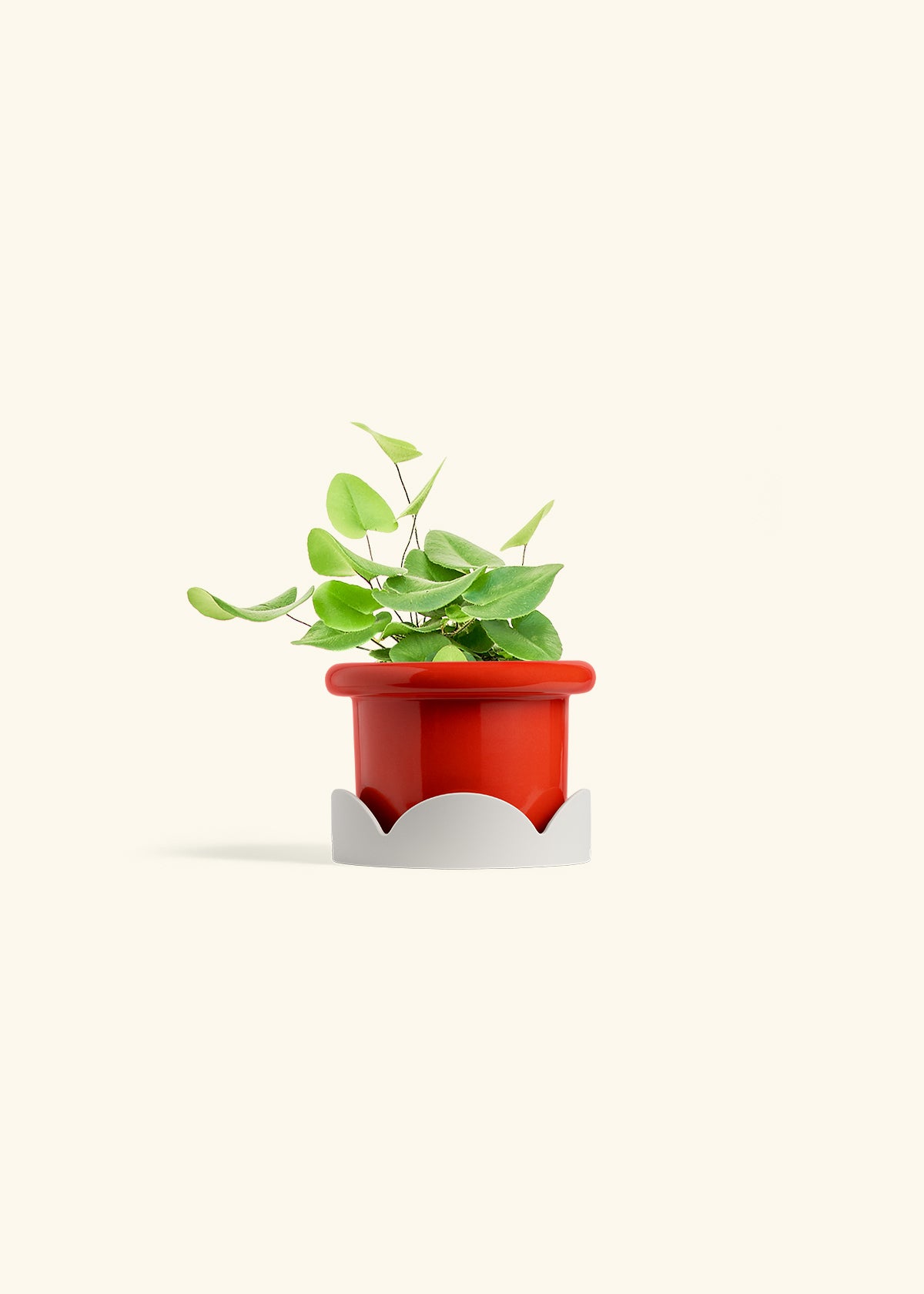 Heart Leaf Fern in a 4 inches Fat Lip Red Planter in a Oat Petal Drip Tray