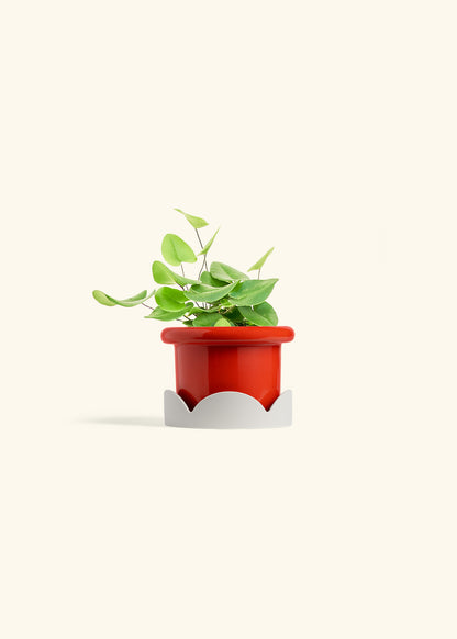Heart Leaf Fern in a 4 inches Fat Lip Red Planter in a Oat Petal Drip Tray