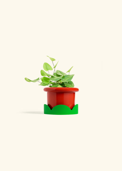 Heart Leaf Fern in a 4 inches Fat Lip Red Planter in a Shamrock Petal Drip Tray