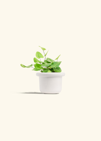 Heart Leaf Fern in a 4 inches Fat Lip White Planter 