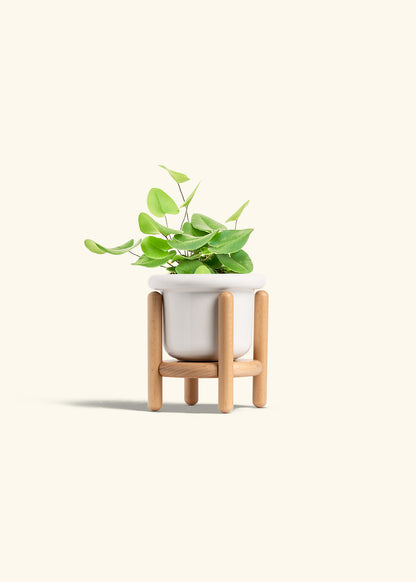 Heart Leaf Fern in a 4 inches Fat Lip White Planter in a Beech Wood Stand