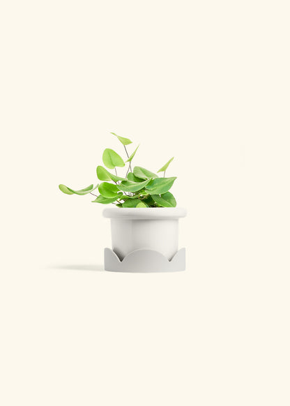 Heart Leaf Fern in a 4 inches Fat Lip White Planter in a Oat Petal Drip Tray