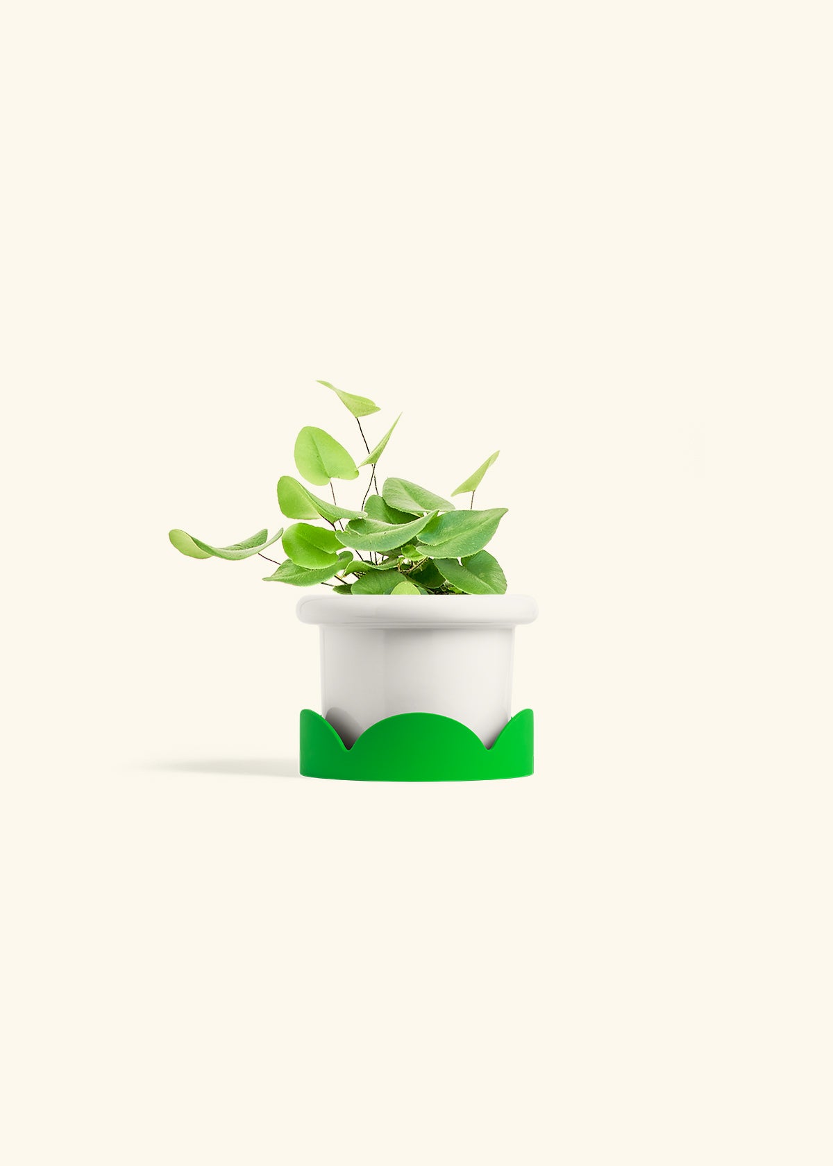 Heart Leaf Fern in a 4 inches Fat Lip White Planter in a Shamrock Petal Drip Tray