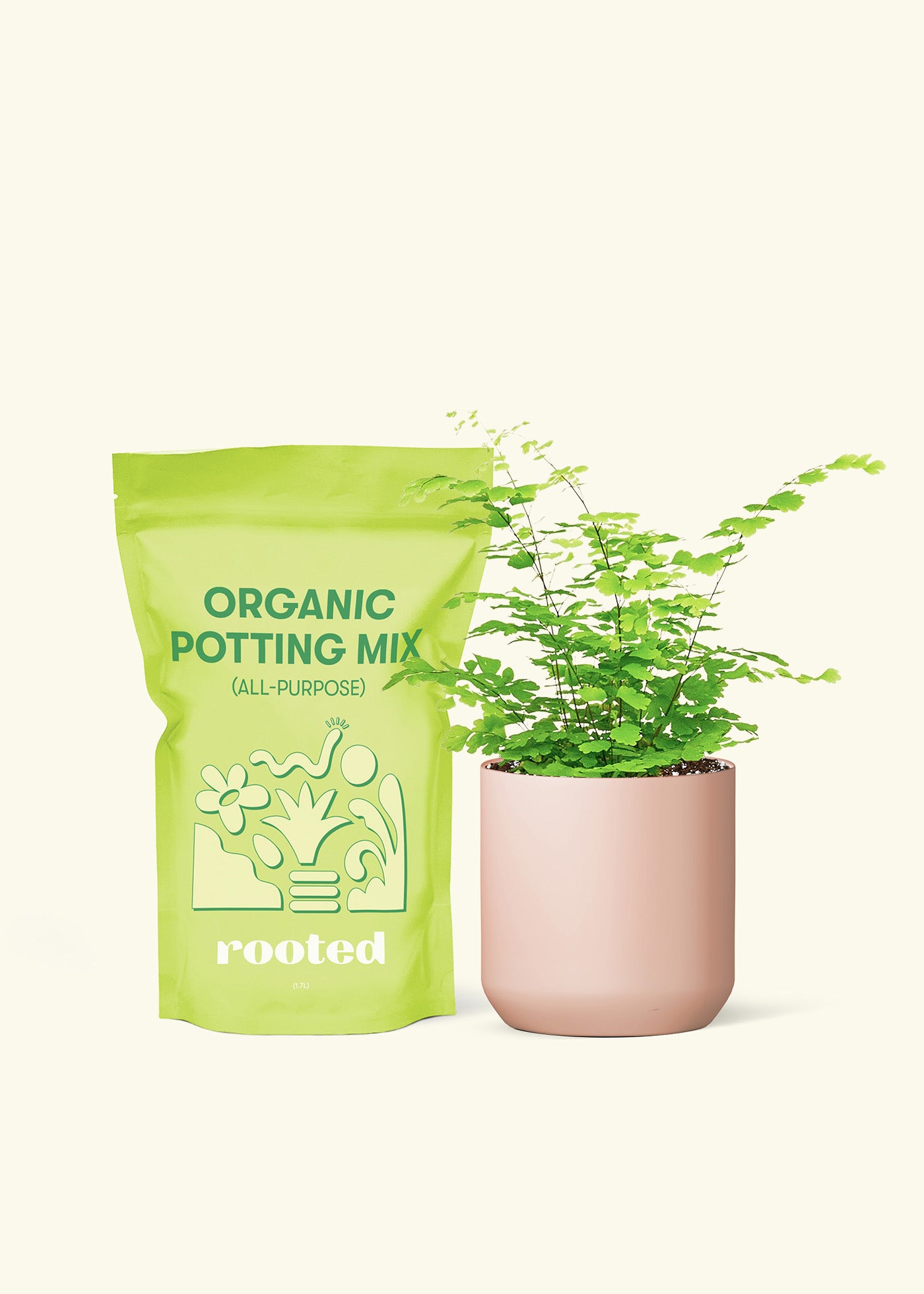 Small Maidenhair Fern' in a pink cylinder pot and a bag of soil.