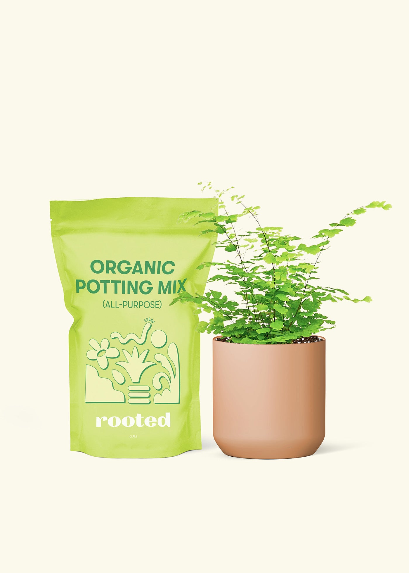 Small Maidenhair Fern in a terracotta cylinder pot and a bag of soil.