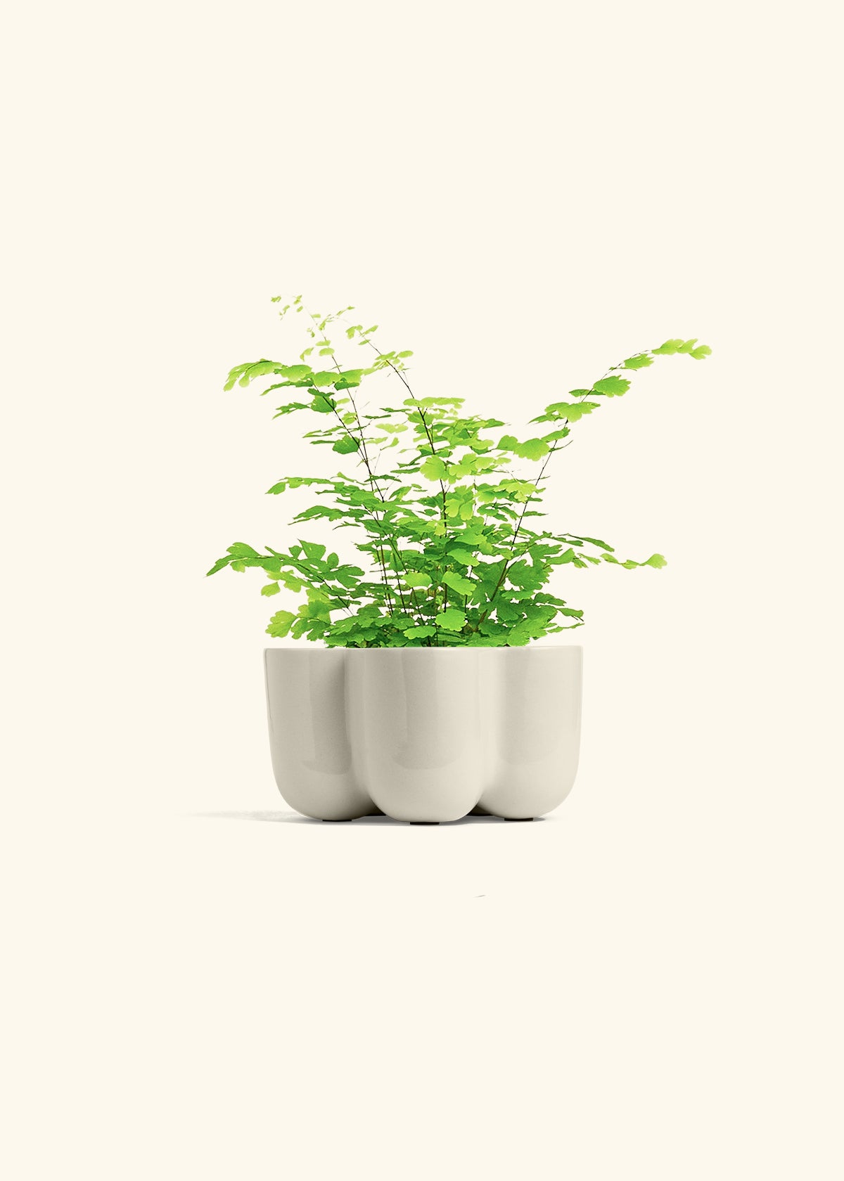 Maidenhair Fern in a 4 inches in a Oat Petal Planter