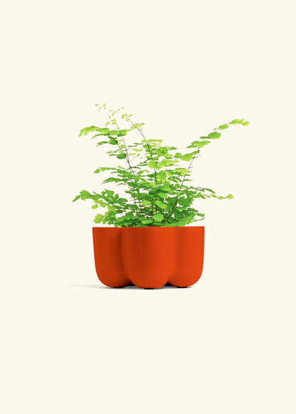 Maidenhair Fern in a 4 inches in a Red Petal Planter