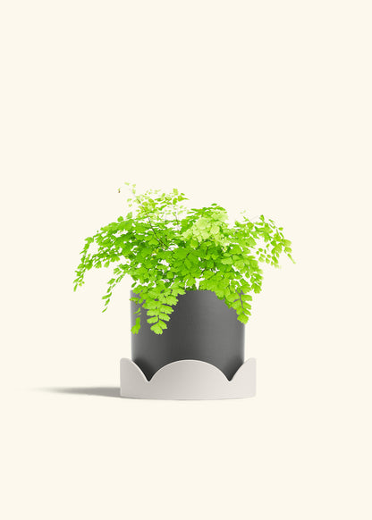 Maidenhair Fern in a 6 inches Charcoal Classic Cylinder Planter in a Shamrock Petal Drip Tray