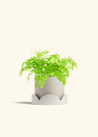 Maidenhair Fern in a 6 inches White Classic Cylinder Planter in a Oat Petal Drip Tray