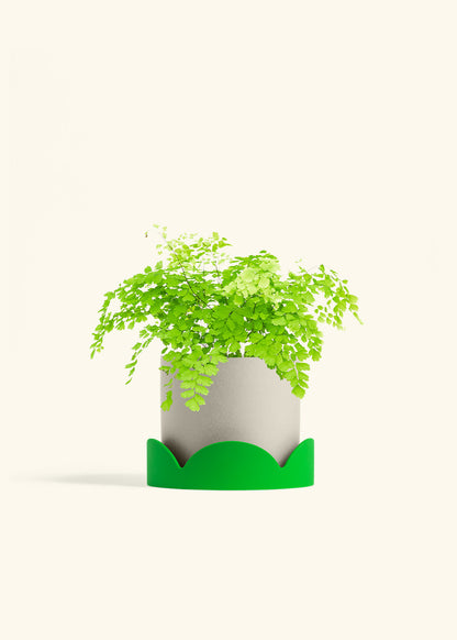 Maidenhair Fern in a 6 inches White Classic Cylinder Planter in a Beech Wood Stand