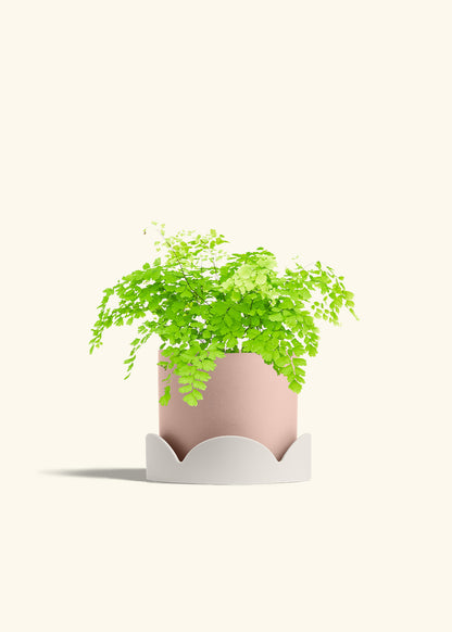 Maidenhair Fern in a 6 inches Pink Classic Cylinder Planter 