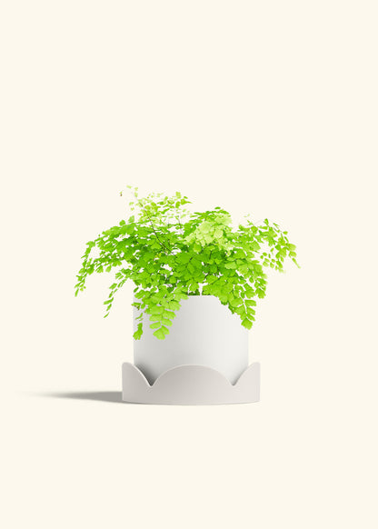 Maidenhair Fern in a 6 inches Oat Classic Cylinder Planter in a Oat Petal Drip Tray