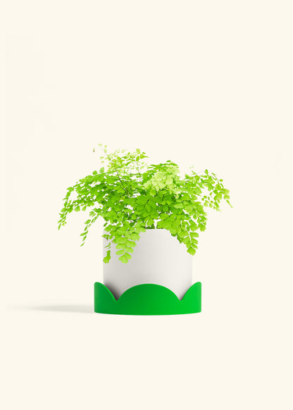 Maidenhair Fern in a 6 inches Pink Classic Cylinder Planter in a Oat Petal Drip Tray