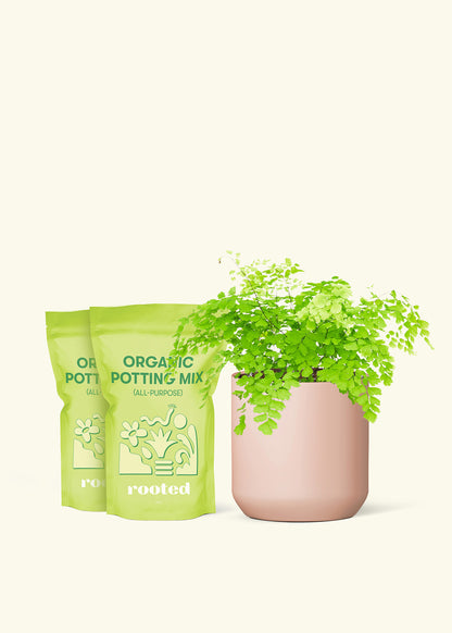 Medium Maidenhair Fern in a pink cylinder pot and 2 bags of soil.