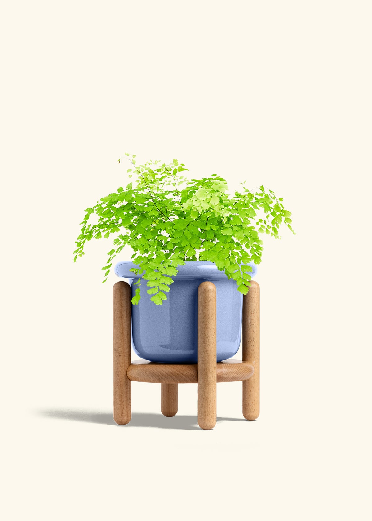 Maidenhair Fern in a 6 inches Fat Lip White Planter in a Beech Wood Stand