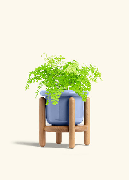 Maidenhair Fern in a 6 inches Fat Lip White Planter in a Beech Wood Stand