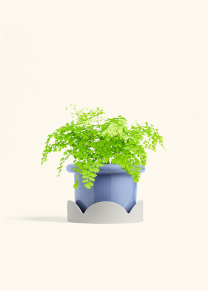 Maidenhair Fern in a 6 inches Fat Lip Oat Planter in a Shamrock Petal Drip Tray
